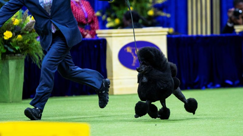 Sage the miniature poodle wins Best in Show at Westminster