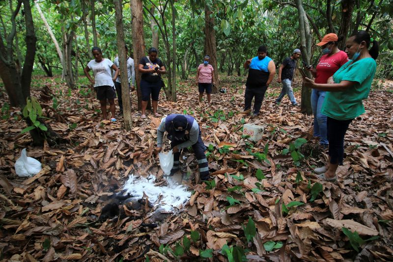 A Civil Protection worker pours lime over the bodies of monkeys in Buena Vista, Comalcalco, Mexico on May 18, 2024.