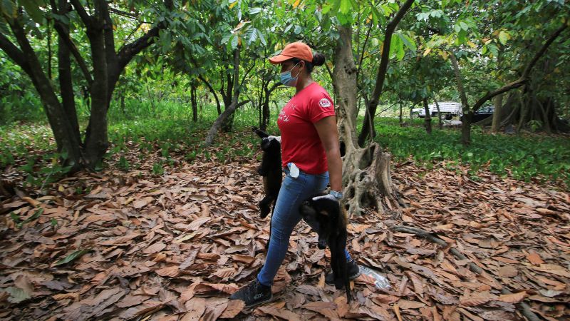 През последните седмици застрашените маймуни ревачи падат мъртви от дърветата