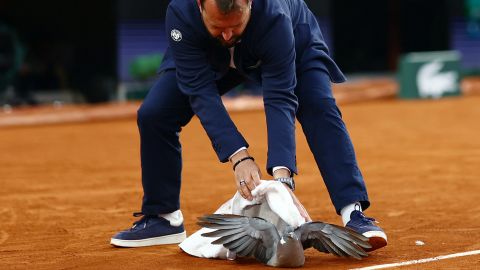 A member of the French Open staff is seen taking a pigeon off the court during the third round match between Czech Republic's Tomas Machac and Russia's Daniil Medvedev in Paris, France on June 1, 2024.