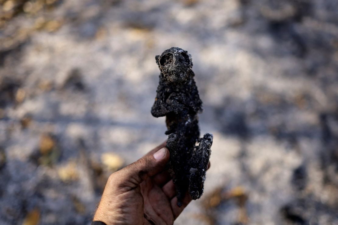 A view of a burnt monkey amongst the burnt vegetation in the Pantanal, the world's largest wetland, in Corumba, Mato Grosso do Sul state, Brazil, June 11, 2024.