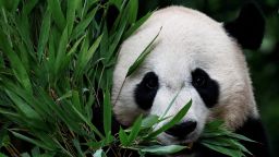 A panda at Ya'an Bifengxia Base of China Conservation and Research Center for the Giant Panda in Ya'an, Sichuan province, China is seen eating bamboo leaves during an organized media tour on June 12, 2024.