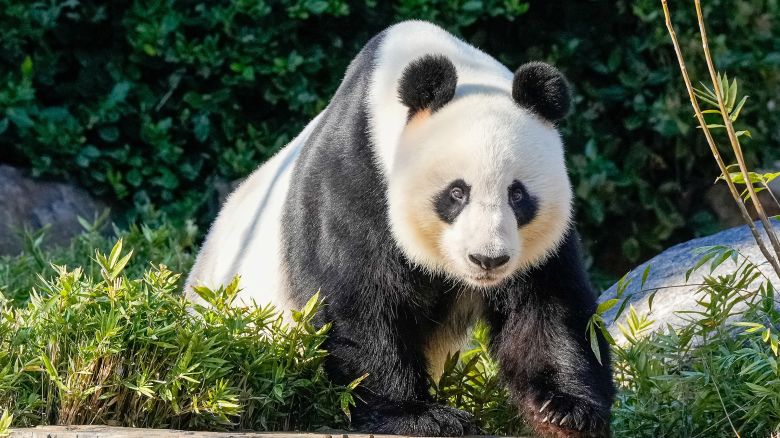 Wang Wang the panda during Chinese Premier Li Qiang's visit at Adelaide Zoo in Adelaide, Australia on June 16, 2024.