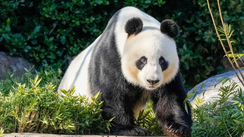 Tiongkok mengirimkan sepasang panda raksasa baru ke Australia sebagai tanda membaiknya hubungan