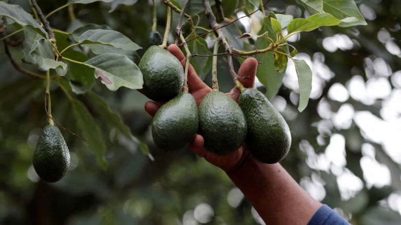 A worker shows avocados hanging off a tree at a plantation in Tingambato, Michoacan state, Mexico June 18, 2024.