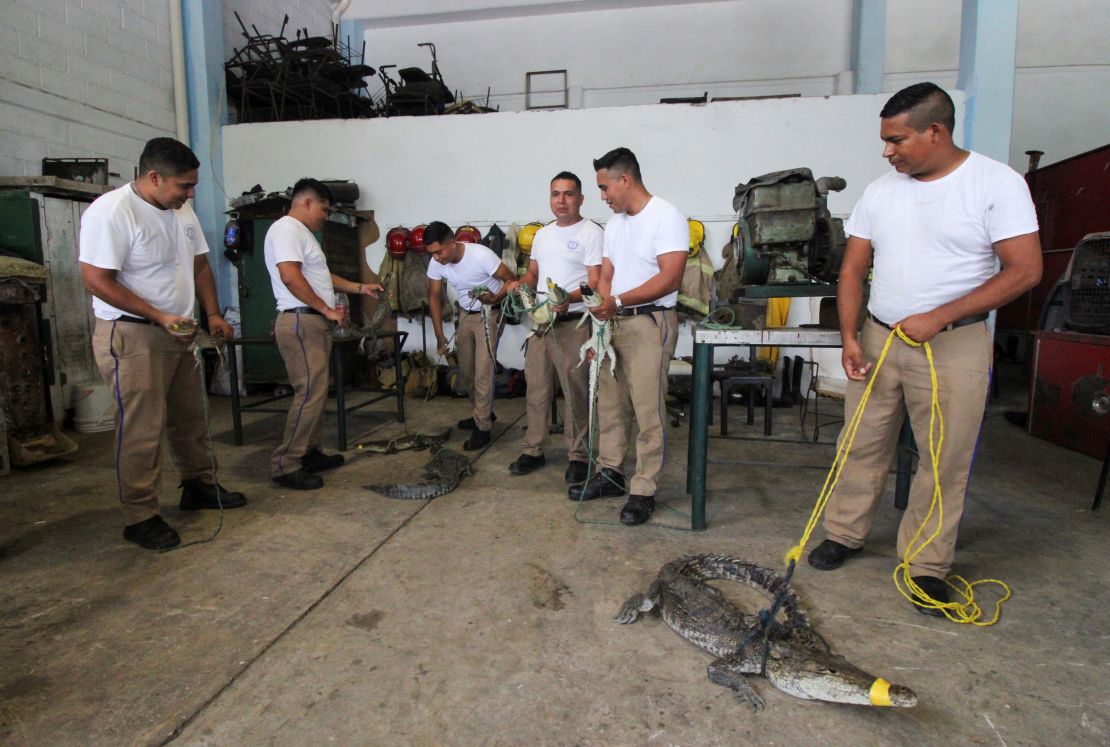 Firefighters pose for a picture with crocodiles captured outside their habitat after the El Carpintero lagoon overflowed its banks due to heavy rains caused by remnants of the storm Chris, in Tampico, Mexico July 3, 2024. REUTERS/Stringer