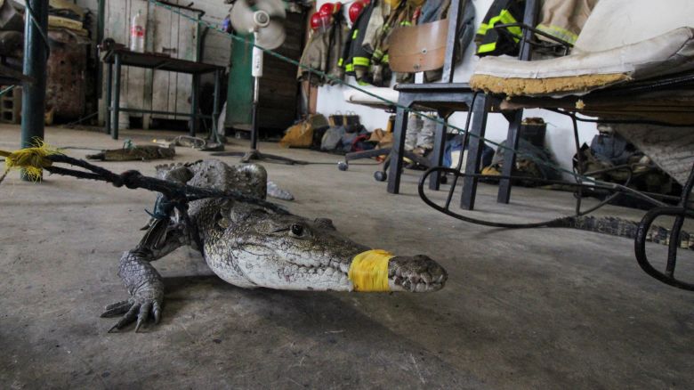Crocodiles captured outside their habitat are pictured at a fire station, after the El Carpintero lagoon overflowed its banks due to heavy rains caused by remnants of the storm Chris, in Tampico, Mexico July 3, 2024. REUTERS/Stringer