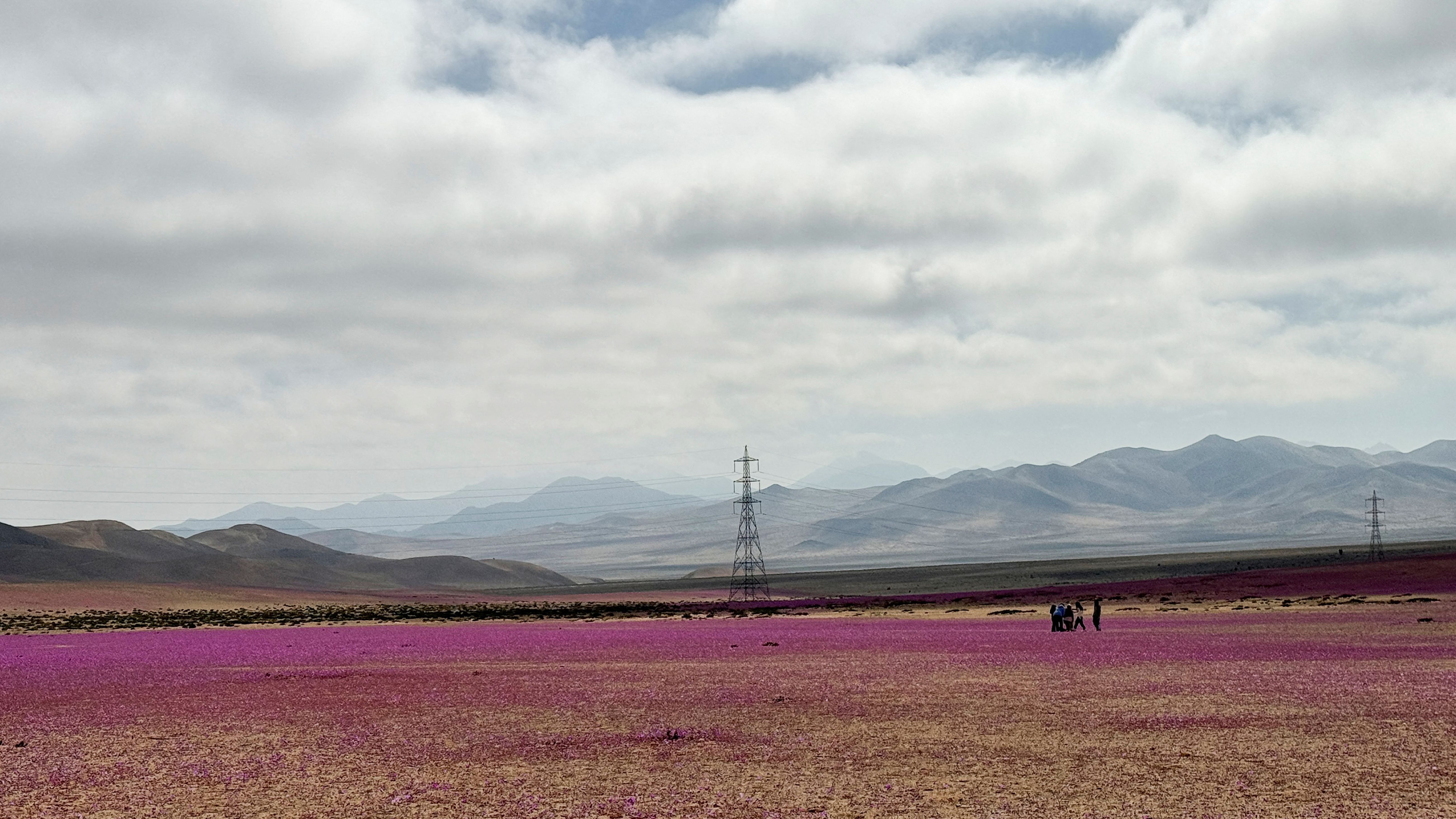 The driest desert on the planet is in bloom | CNN