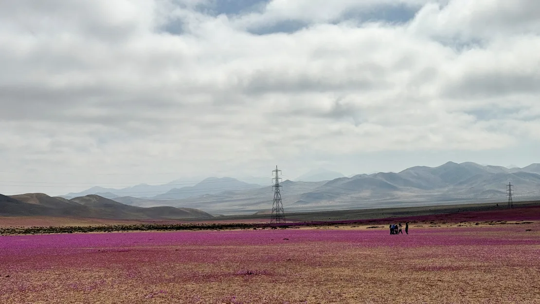 Atacama Desert Blooms in Rare Phenomenon