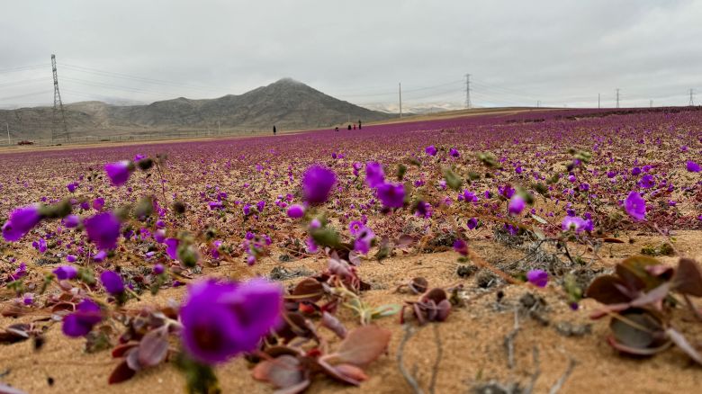 A view shows an area of the Atacama desert during a natural phenomenon known as 'Desierto Florido' (flowering desert), which fills the driest desert in the world with flowers and plants, near Copiapo, Atacama region, Chile, July 6, 2024. REUTERS/Rodrigo Gutierrez