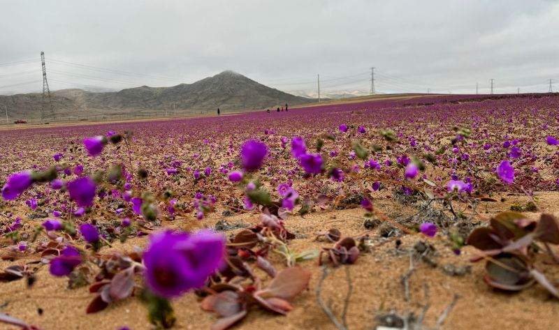 The driest desert on the planet is in bloom | CNN