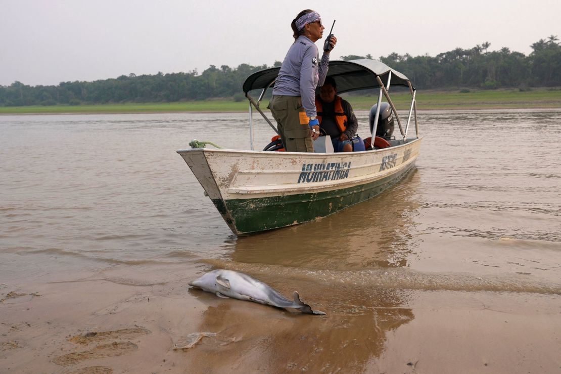 Researcher Miriam Marmontel, from Mamirauá Institute for Sustainable Development, after finding a dead dolphin on Lake Tefé on September 18, 2024.