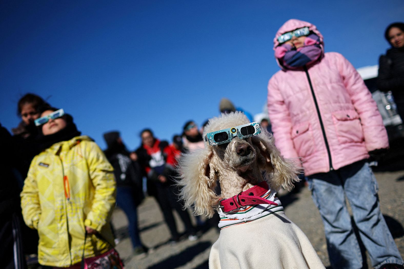 Dana the dog wears glasses as people watch the eclipse in Las Horquetas.