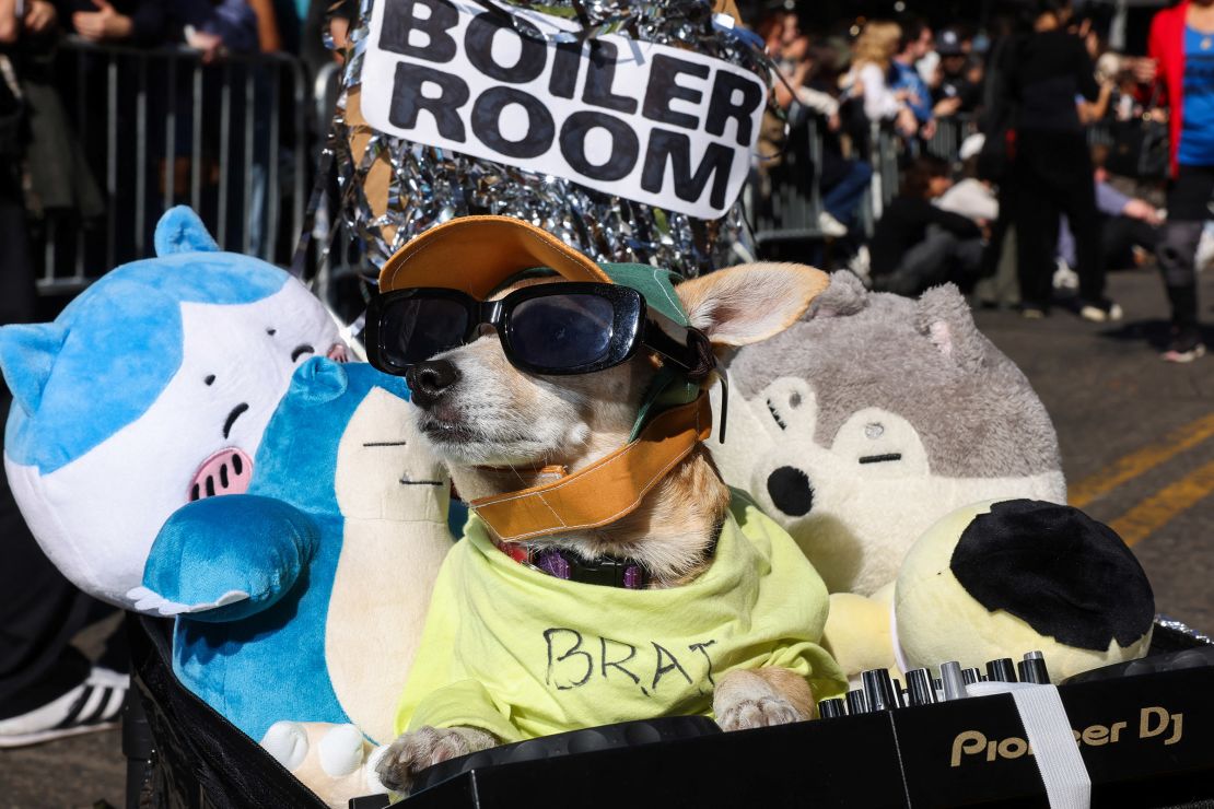 Noonoo, a chihuahua dressed as 'brat', is seen during the Halloween Dog Parade in New York, on October 19, 2024.