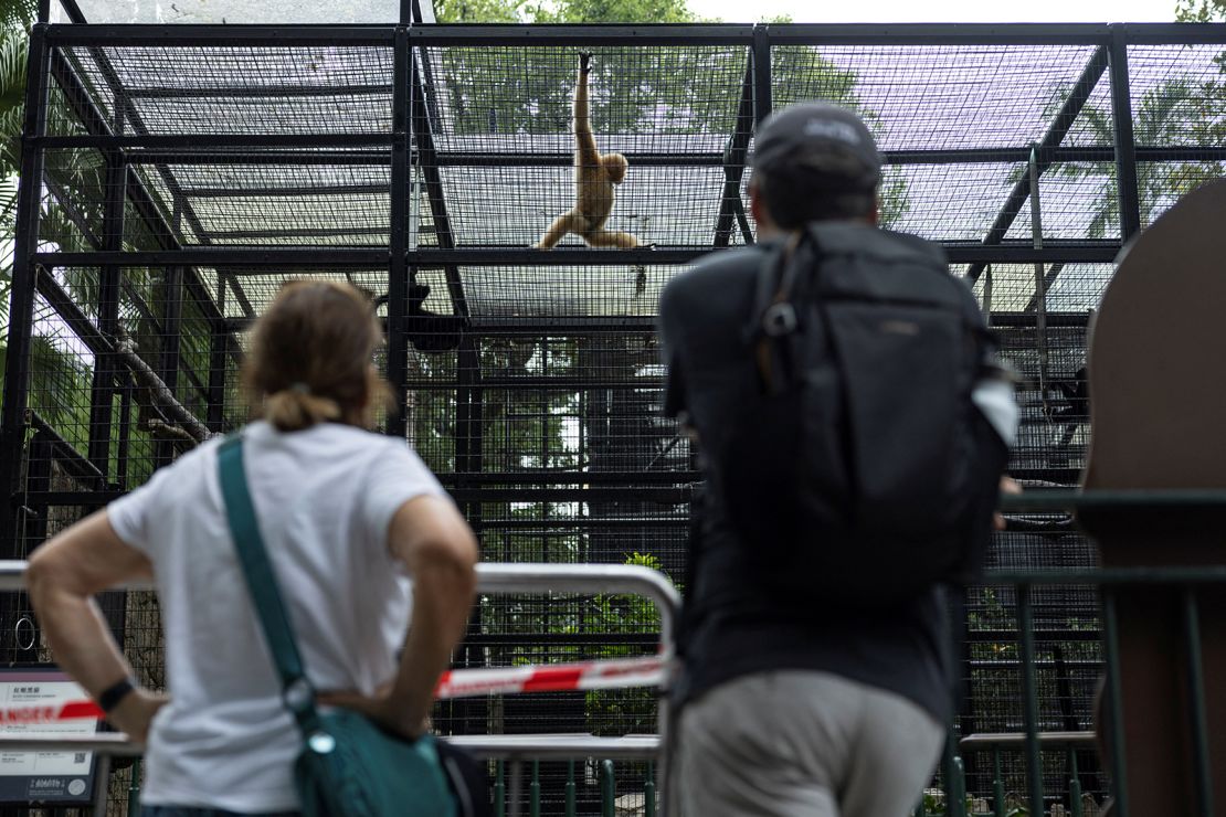 Visitors look at a buff-cheeked gibbon at Hong Kong Zoological and Botanical Gardens after 11 monkeys died of sepsis following melioidosis infection in the past week, in Hong Kong on October 21, 2024.