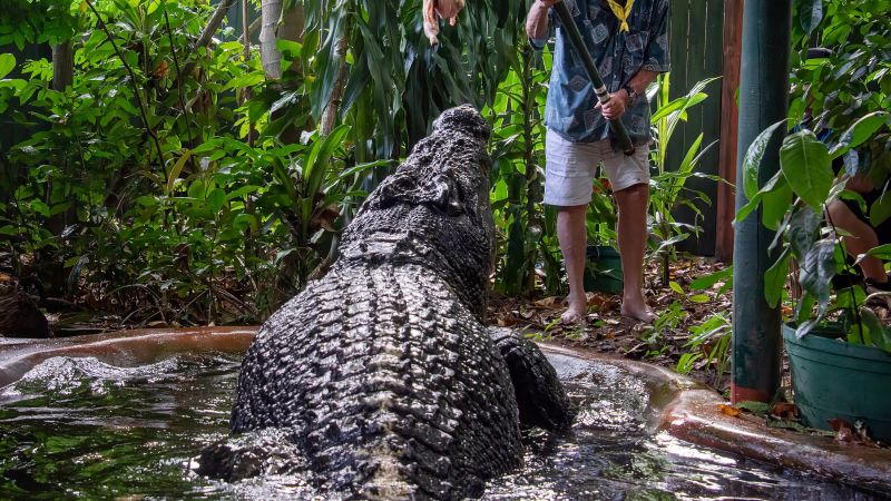 World’s largest captive crocodile dies in Australia aged more than 100 | CNN