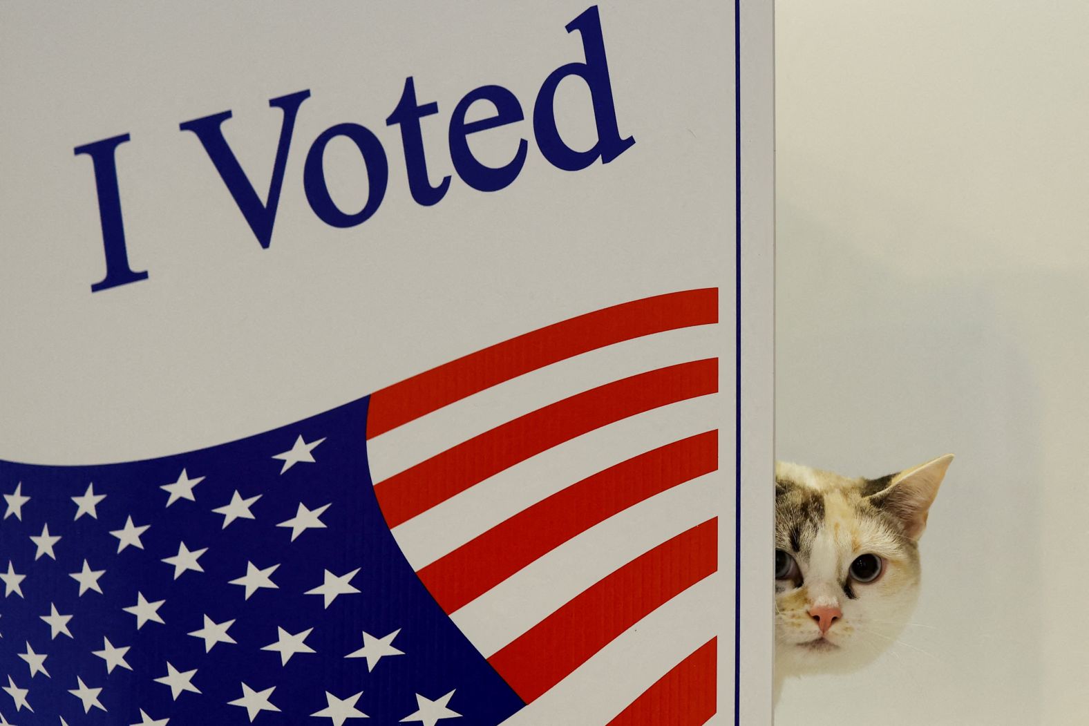 A cat named Skye looks on as ballots are cast in Pittsburgh on Tuesday.