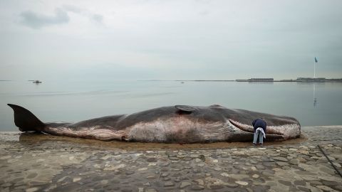 A beached whale installation by the Belgian art collective 'Captain Boomer' lies on the embankment during the United Nations climate change conference COP29, in Baku, Azerbaijan November 11, 2024. REUTERS/Aziz Karimov