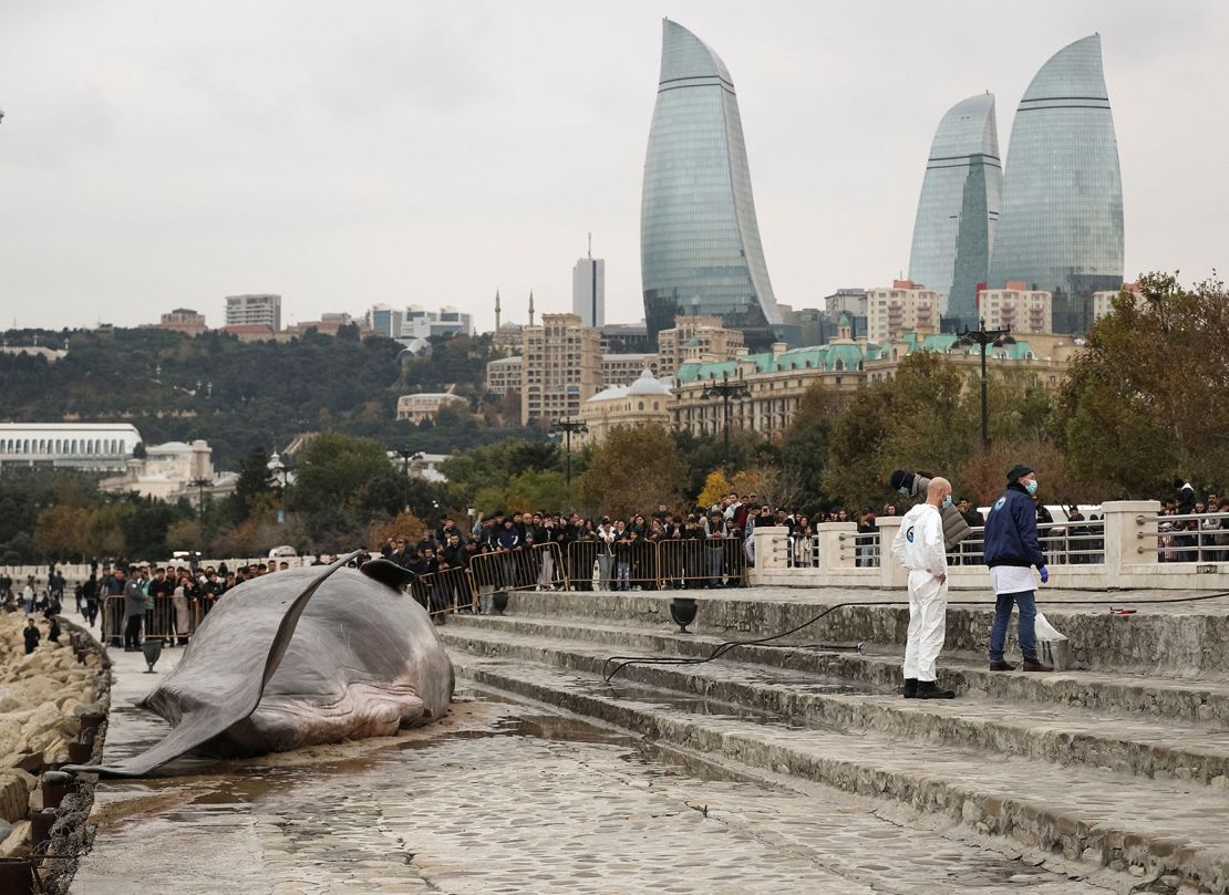 Thousands have gathered to see the beached whale installation, according to Captain Boomer.