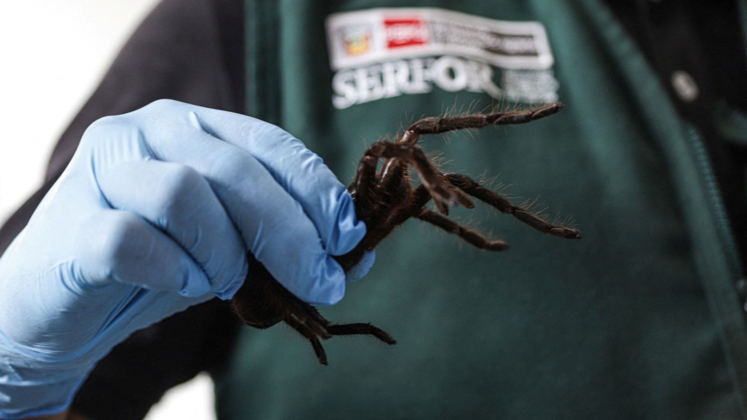smuggler-arrested-with-300-tarantulas-strapped-to-his-body