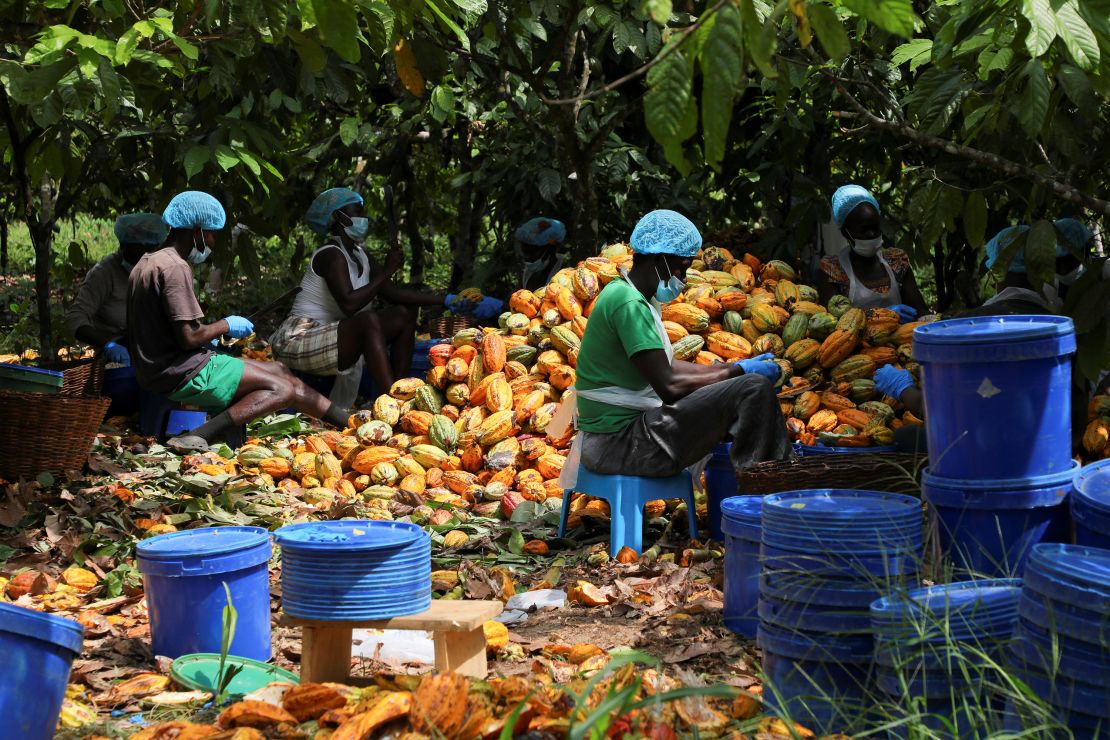 Farm laborers process harvested cocoa pods at a farm in Assin Foso, Ghana, on November 20.