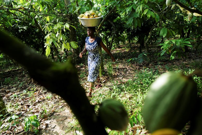 A worker carries harvested cocoa pods from a farm in Assin Foso, Ghana, November 21, 2024.