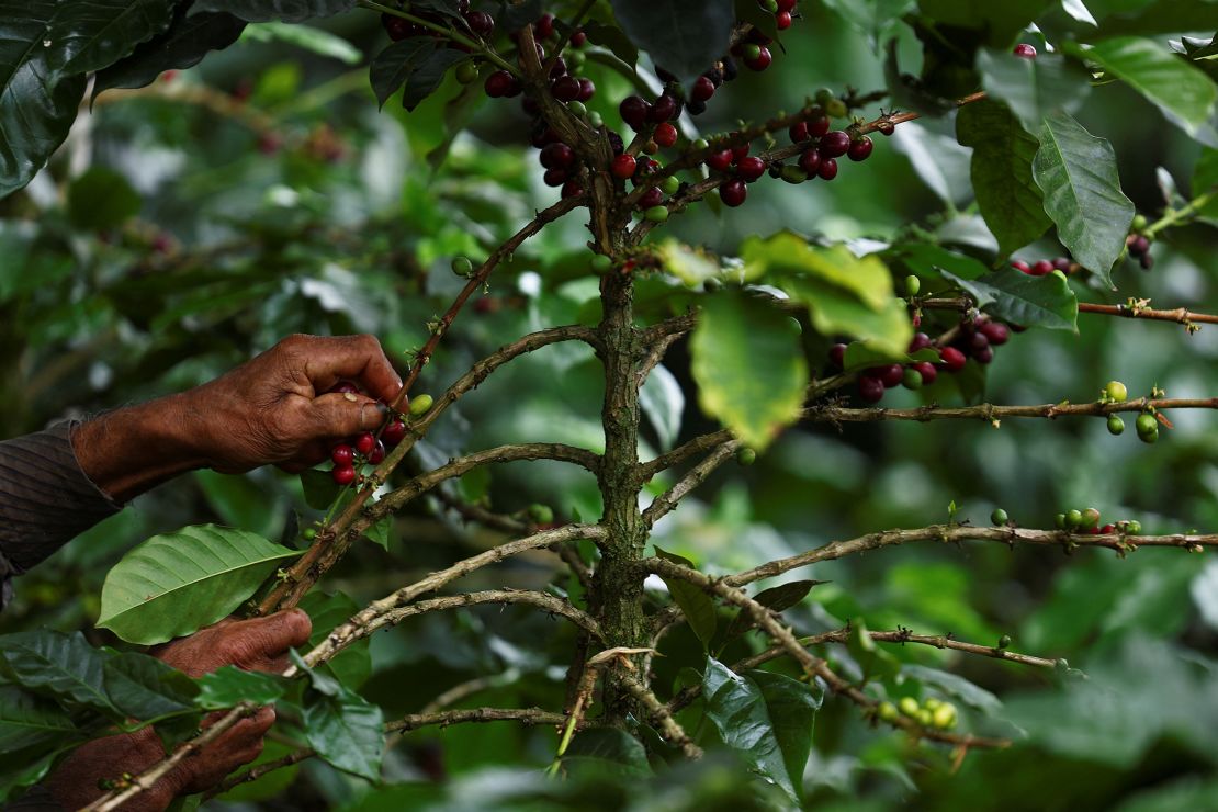 Een werknemer plukt koffiebessen in een plantage in Anolaima, Colombia, op 4 december 2024.