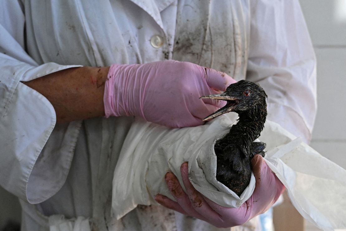 A volunteer cleans a bird in the Russian village of Vityazevo on December 20, following the oil spill.