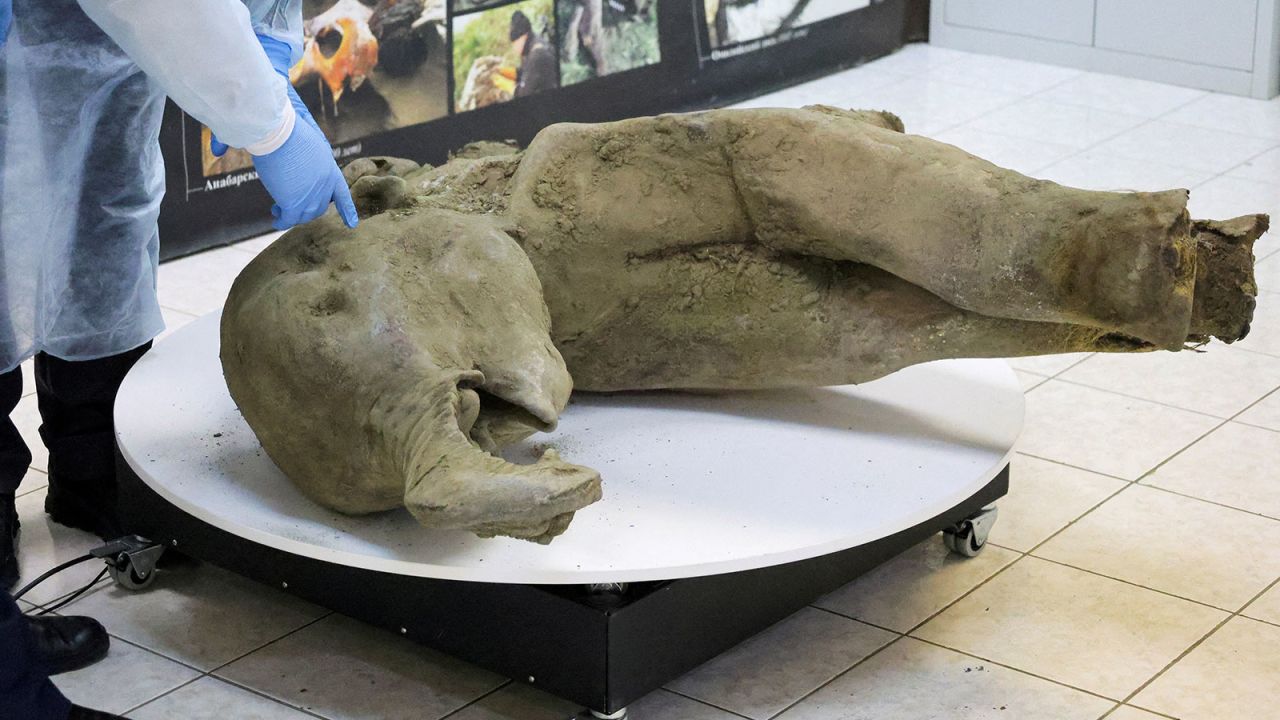 Researchers stand behind glass fencing as they show the carcass of a baby mammoth, which is estimated to be over 50,000 years old and was found in the Siberian permafrost in the Batagaika crater in the Verkhoyansky district of Yakutia, during a demonstration in the laboratory of the Mammoth Museum at the North-Eastern Federal University in Yakutsk, Russia, December 23, 2024. REUTERS/Roman Kutukov     TPX IMAGES OF THE DAY     