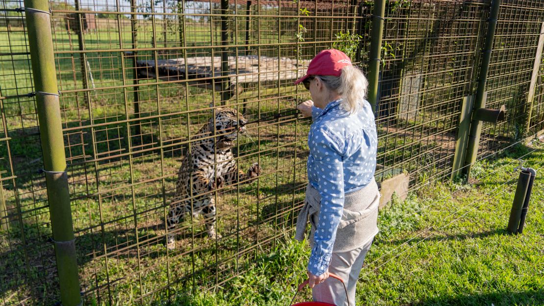 Kris Tompkins carefully feeds a jaguar at the jaguar reintroduction center in Iberá National Park, Argentina, October 2024.