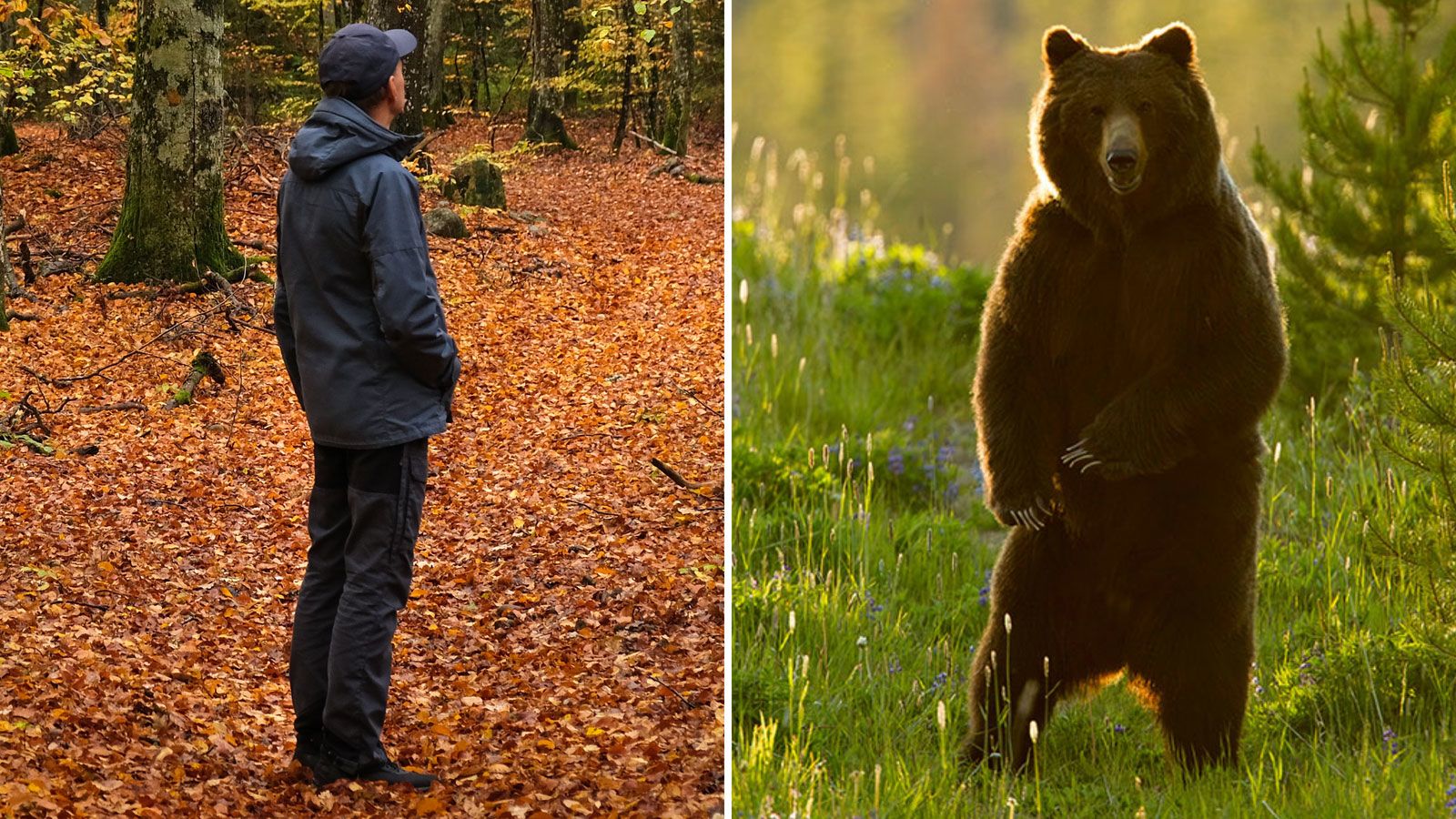 Man or bear? A viral TikTok question has revealed some uncomfortable truths  | CNN