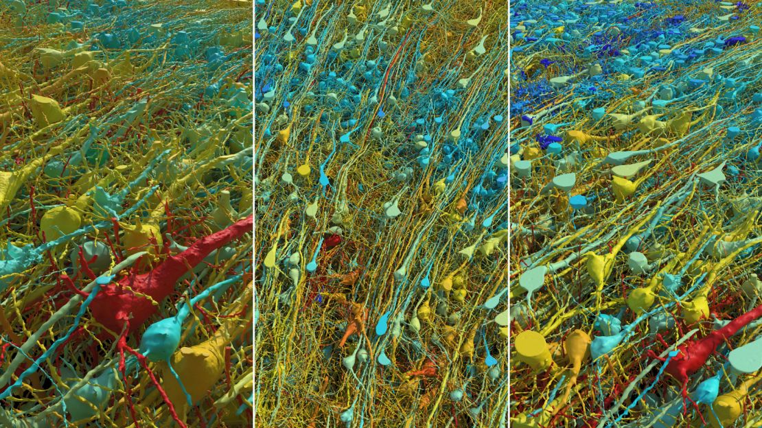 该图以不同程度的放大和倾斜显示了大脑样本一部分中的所有兴奋性（锥体）神经元。 它们根据尺寸着色。 细胞的细胞体（中央核）宽度为15至30微米。