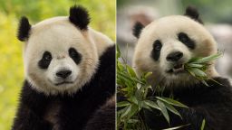 These photos from the Smithsonian's National Zoo & Conservation Biology Institute show Bao Li and Qing Bao, two giant pandas that will join the Smithsonian's National Zoo by the end of 2024.