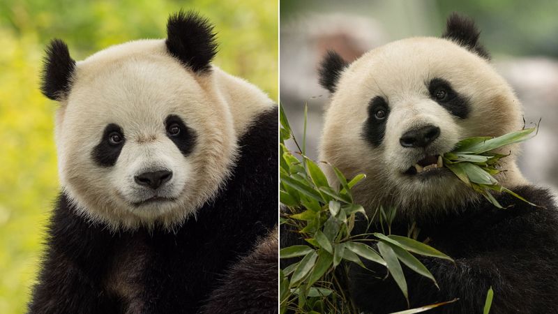 Giant pandas returning to the National Zoo in DC