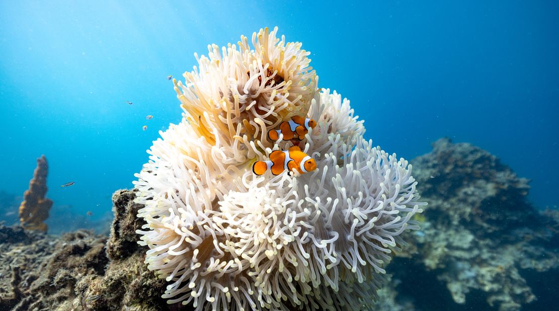 Shrinking improved survival rates during marine heatwaves.