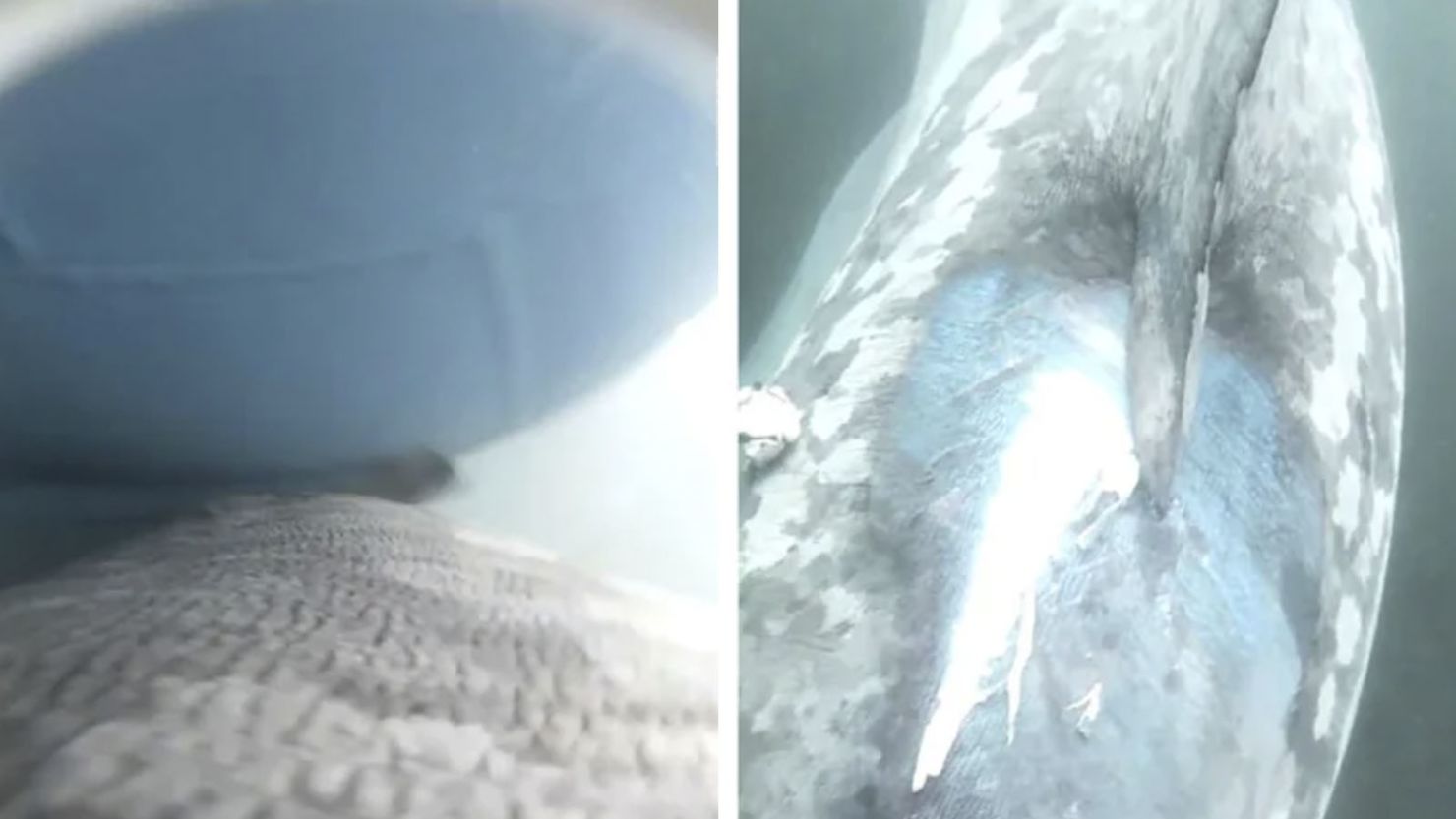 The keel of a boat (left) strikes a basking shark. Paint and an abrasion appear near the dorsal fin of a basking shark (right) impacted by a boat strike.