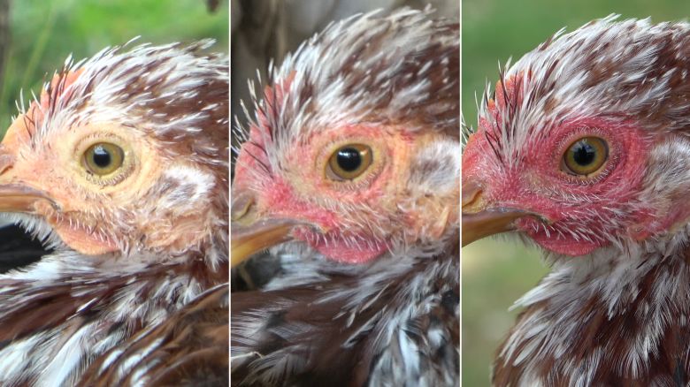 A new study has found that hens blush when they are excited or scared.