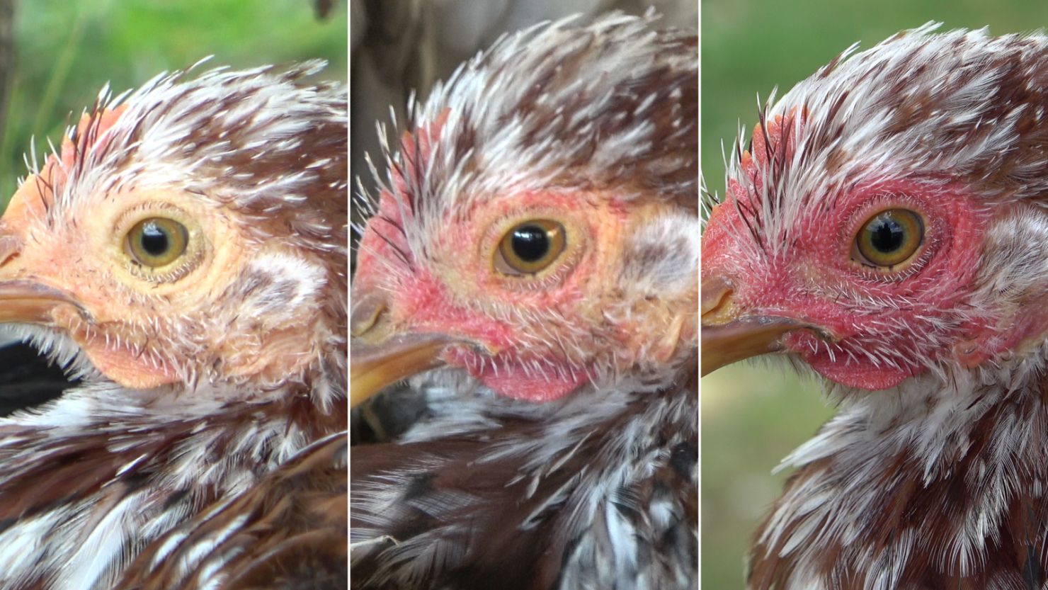 A new study has found that hens blush when they are excited (center) or scared (right).