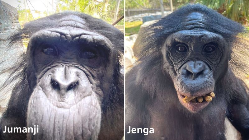 3 apes die from contagious bacterial infection within days of each other at Jacksonville Zoo