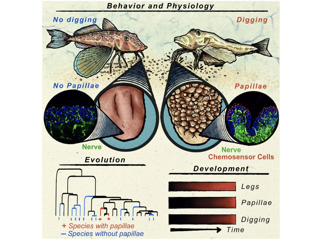 Researchers uncovered differences between the legs of the sea robins they studied, as shown in this diagram.