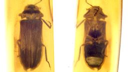 20241022-01_firefly fossil.jpg