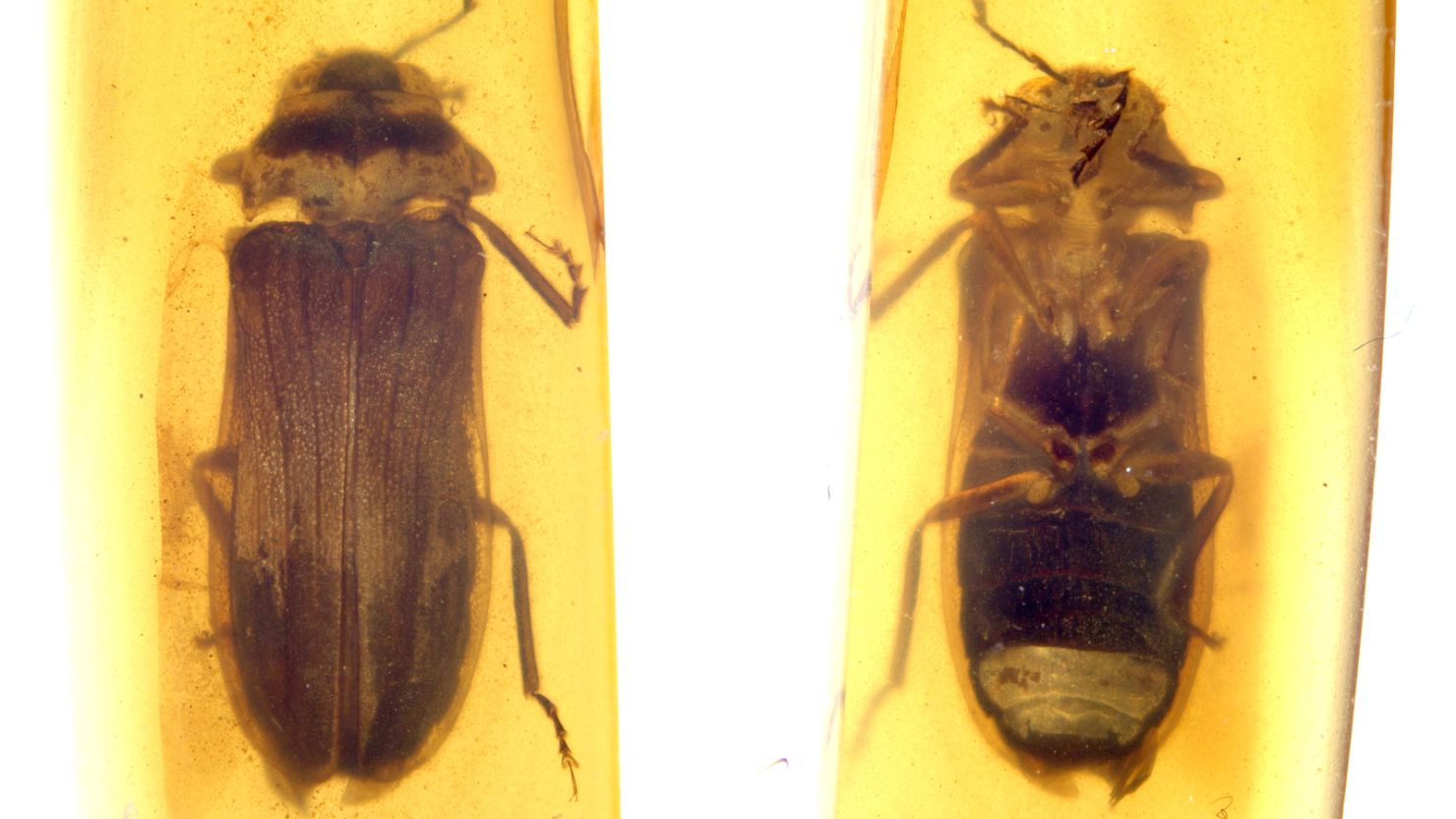 stunning-fossil-trapped-in-amber-reveals-previously-unknown-species-that-lived-during-the-time-of-dinosaurs