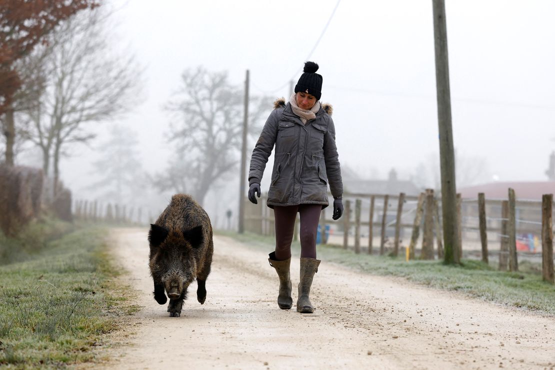 Early attempts to release the boar back into the wild failed and a court has now ruled that Cappe can keep Rillette.