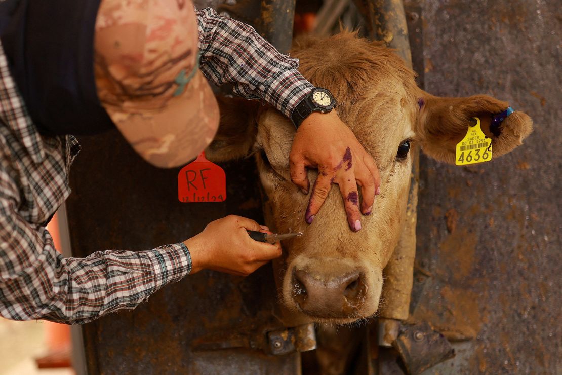 Animal health worker Eduardo Lugo treats the wounds of a cow at the Chihuahua Regional Livestock Union in Nuevo Palomas, Mexico.