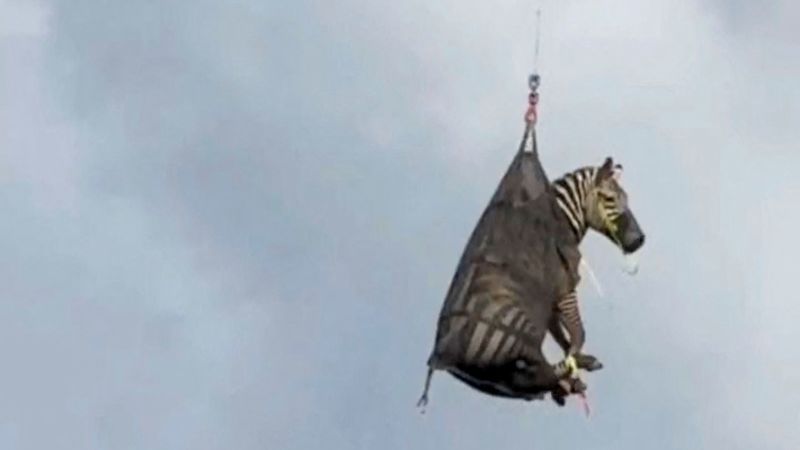 Runaway pet zebra captured in Tennessee