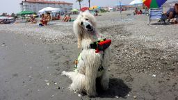 Nilo, 2, a male Standard Poodle dog, which is the latest member added to the dog rescue team by his Global K9 instructor, Miguel Sanchez-Merenciano, sits on the shore after a dip during a rescue training on the first day of work of the summer season at Las Lindes beach, in Torrox, southern Spain June 14, 2025. REUTERS/Jon Nazca