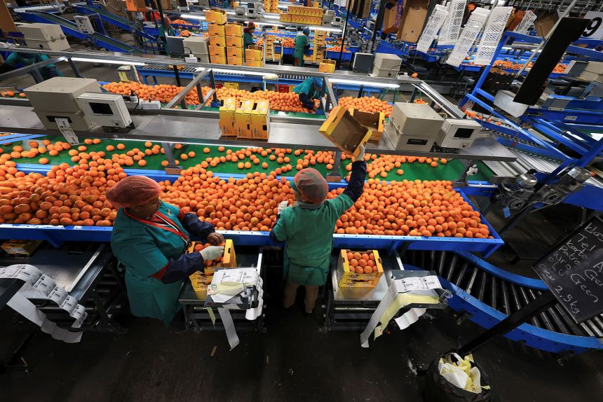 Distribution workers pack tangerines at Goede Hoop Citrus in Citrusdal, Western Cape province, South Africa, July 9, 2025.