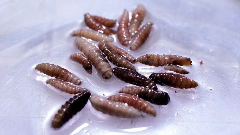 Rare human case of flesh-eating parasite New World screwworm identified in US | CNN