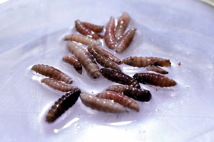 Larvae of the screwworm fly, collected from infected cows, are observed at a sterile fly production plant in Panama in June.