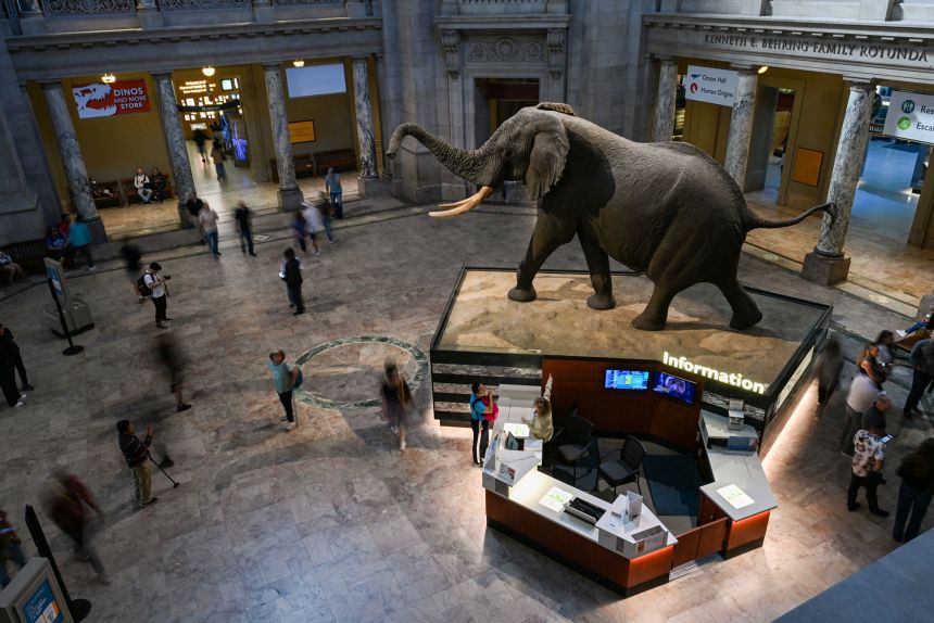 The Smithsonian Museum of Natural History was open during the first day of a partial government shutdown in Washington, DC, on October 1, 2025.